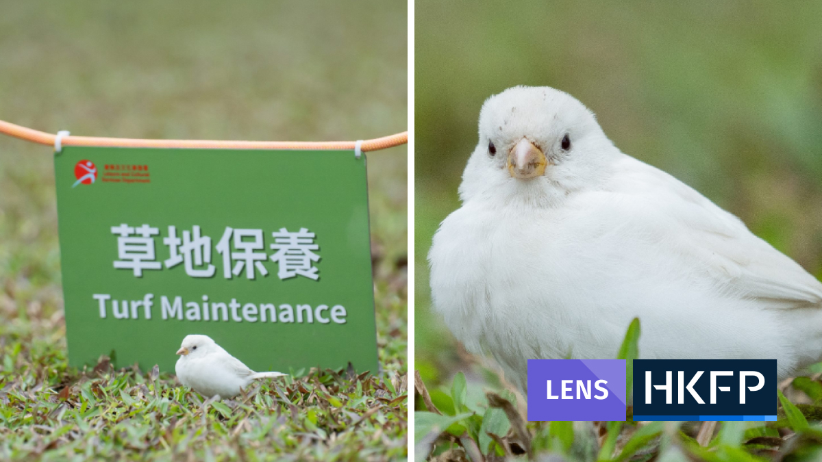 HKFP Lens: Rare white sparrow captured on film in Hong Kong’s Sai Ying Pun