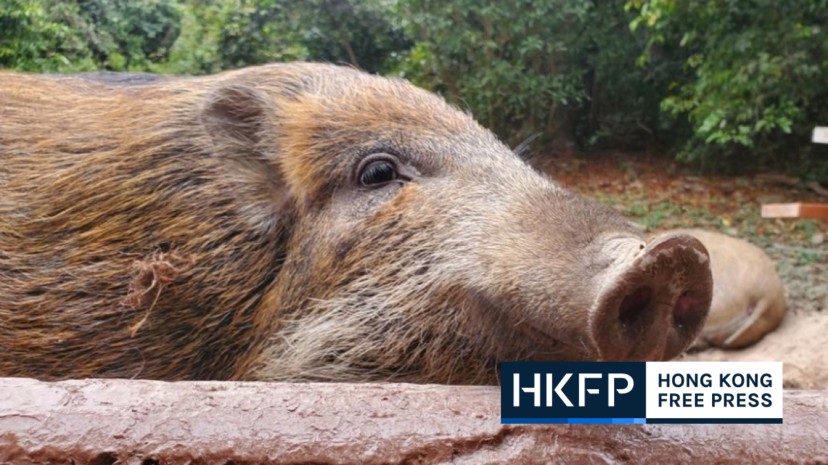 Hong Kong gov’t killed over 910 wild boars in 2 years with more CCTV cameras and new trapping devices